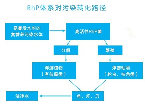 RhP生物技術轉化路徑